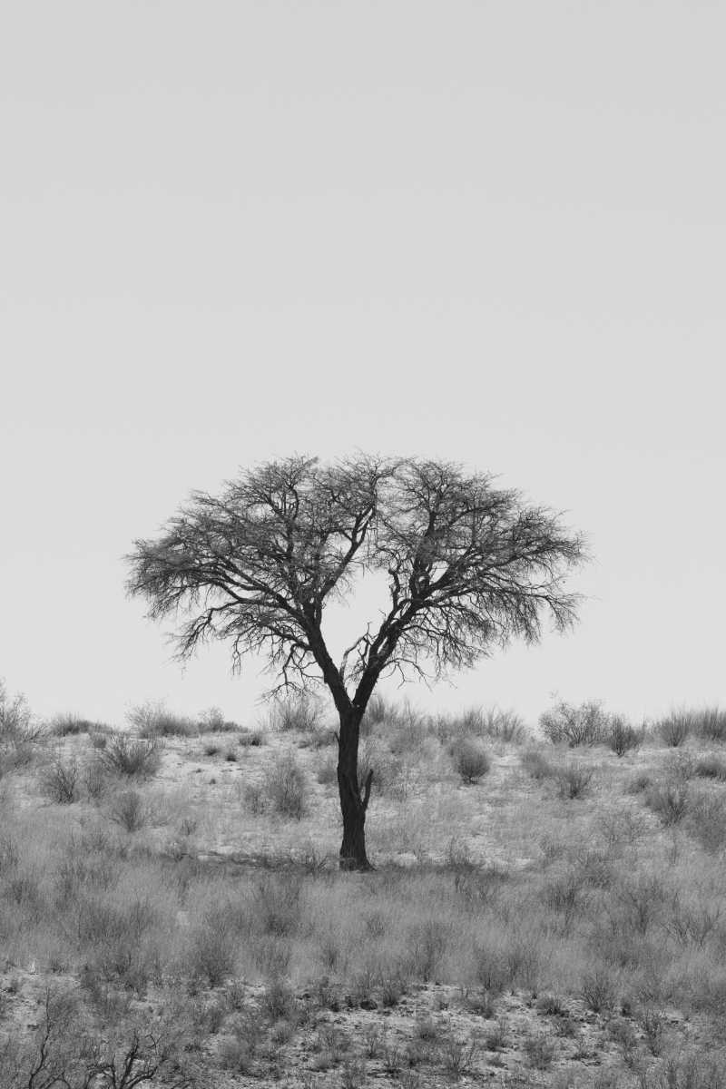 Treeline in Kgalagadi Greyscale